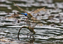 Anisoptera